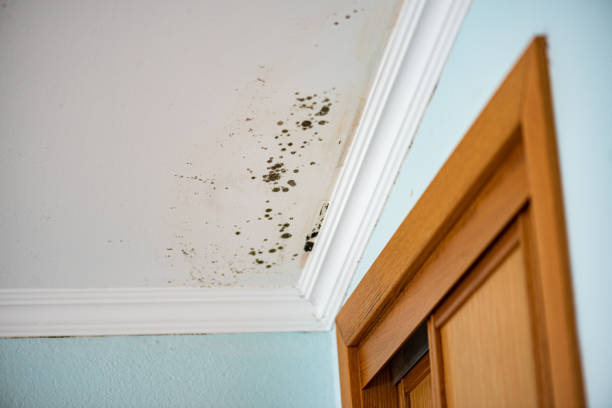 Best Basement Mold Remediation in Essex Village, CT