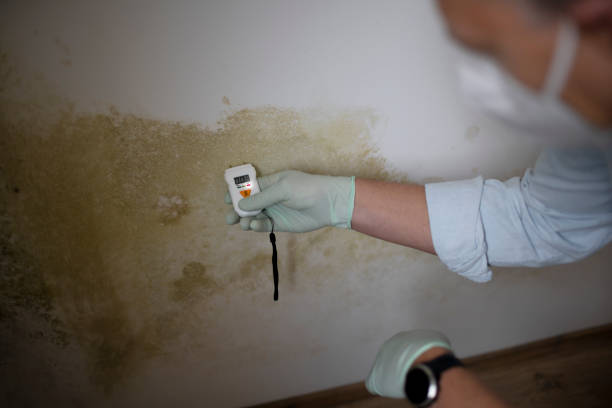 Best Post-Flood Mold Remediation in Essex Village, CT