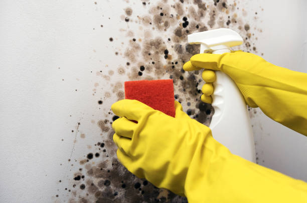 Reliable Essex Village, CT Mold Remediation Solutions