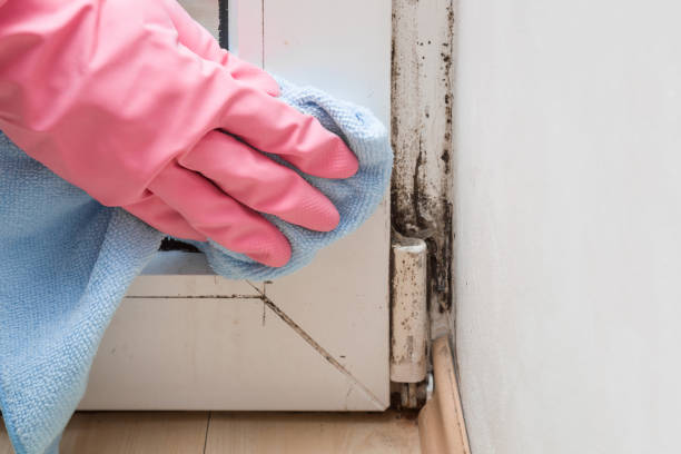 Best Health and Safety Mold Remediation in Essex Village, CT