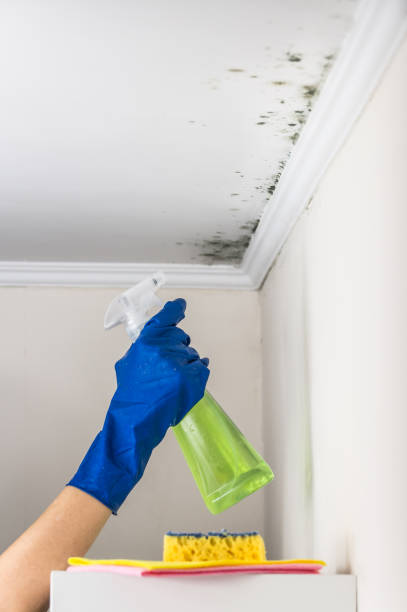 Best Industrial Mold Remediation in Essex Village, CT