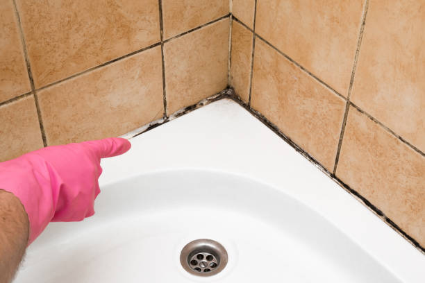 Best Commercial Mold Remediation in Essex Village, CT